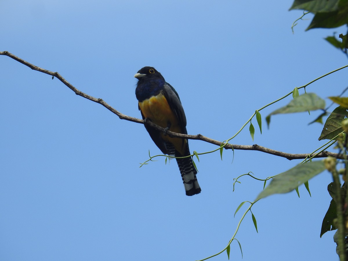 Trogon pattu - ML644701762