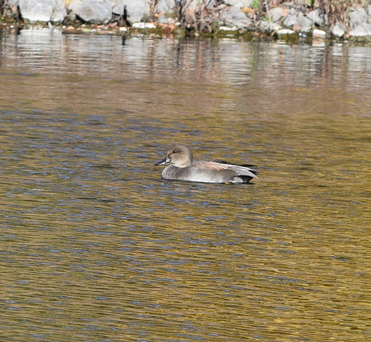 オカヨシガモ - ML644701767