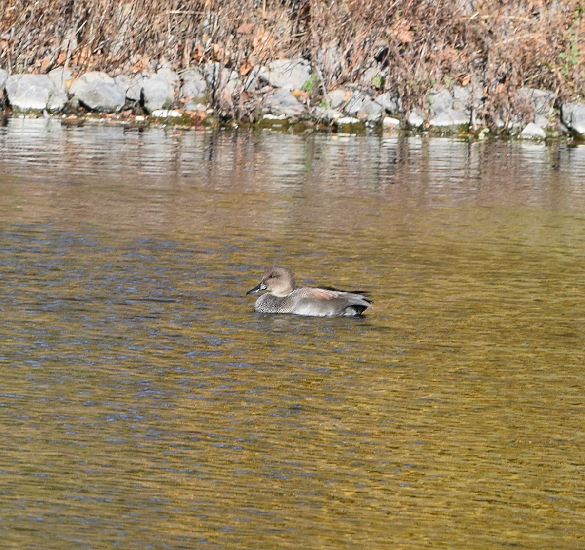 オカヨシガモ - ML644701770