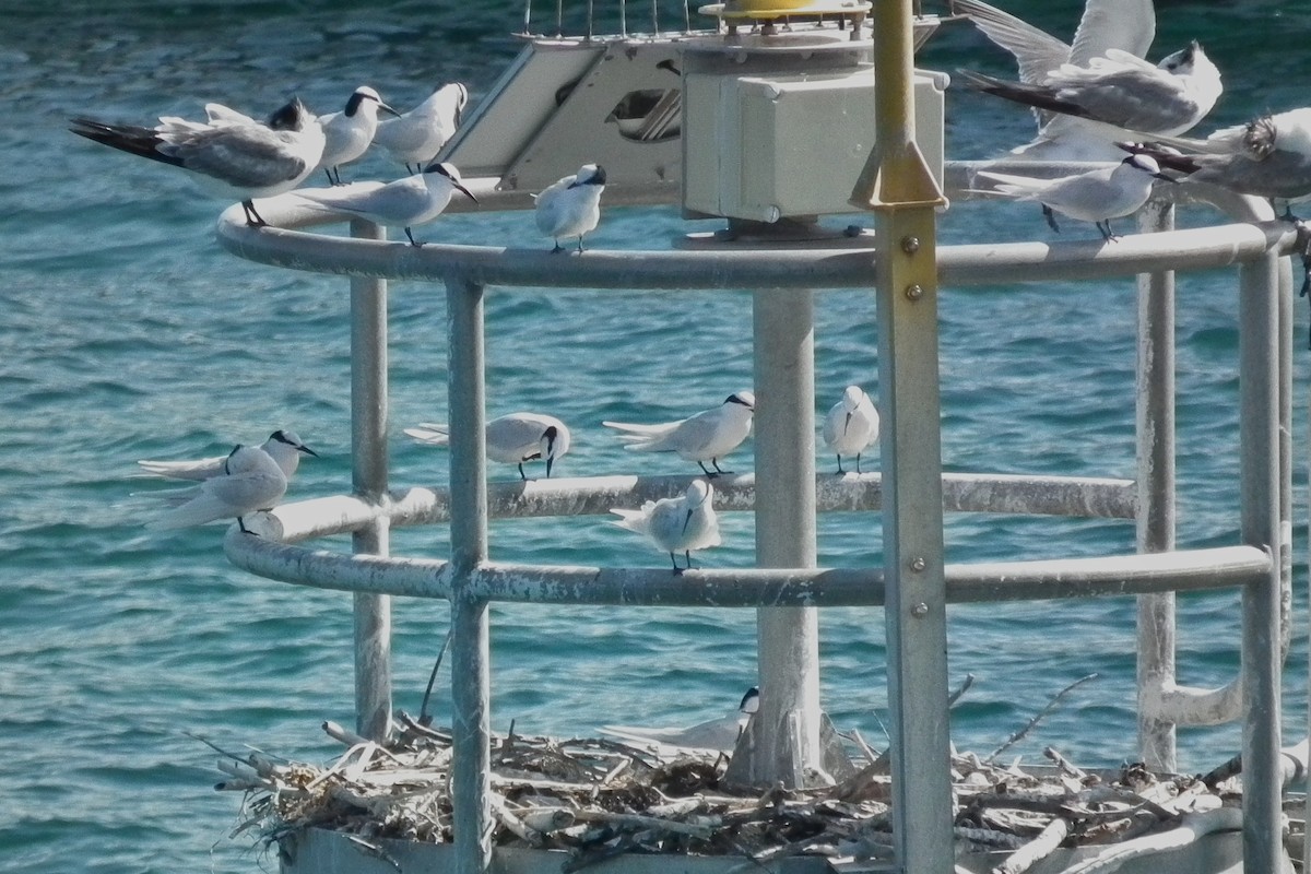 Bengalako txenada - ML644701779