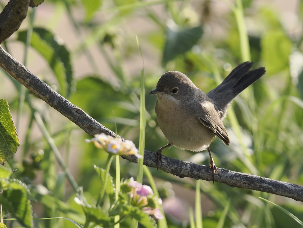 Fauvette de Ménétries - ML644701796