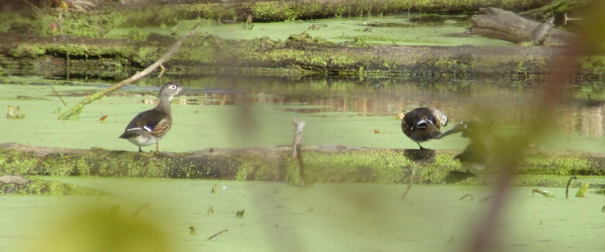 Каролінка - ML644701802