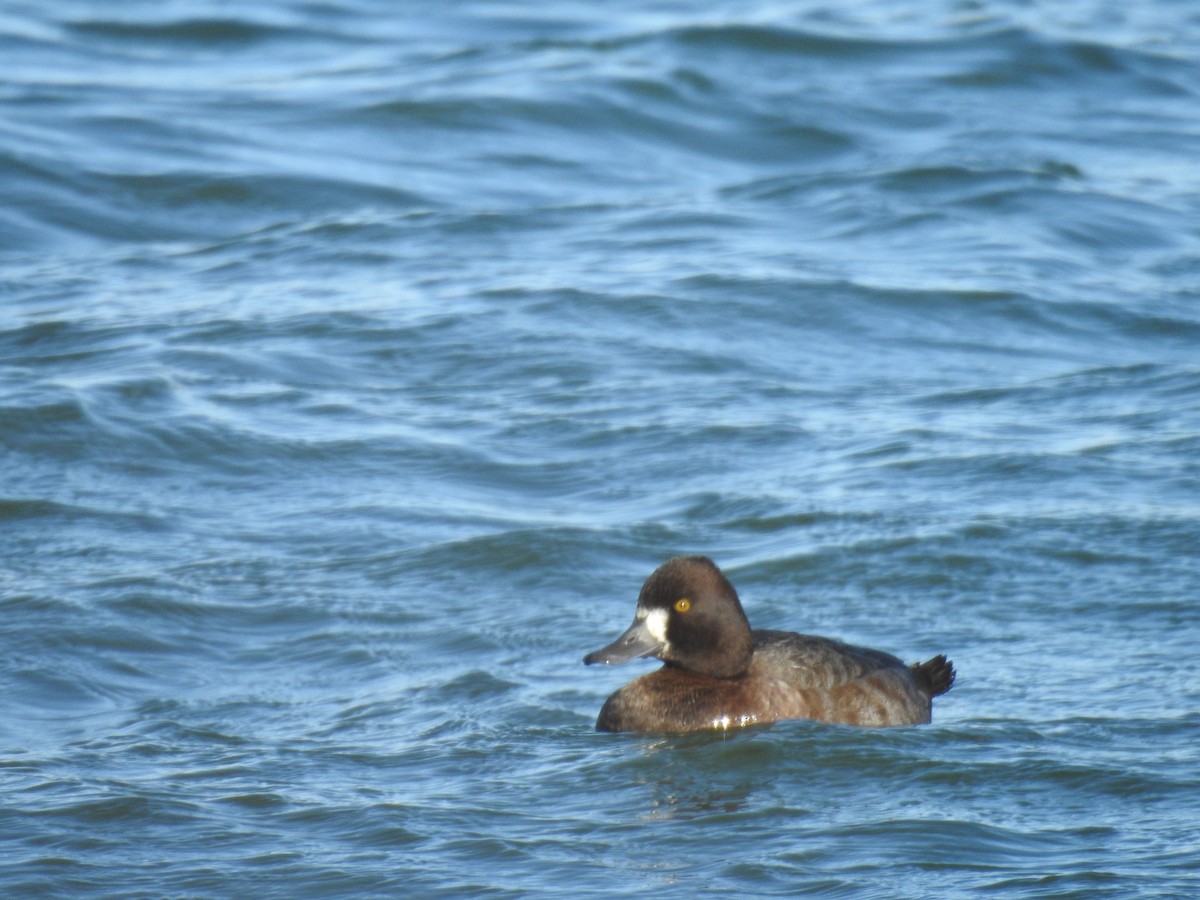 Lesser Scaup - ML644701807