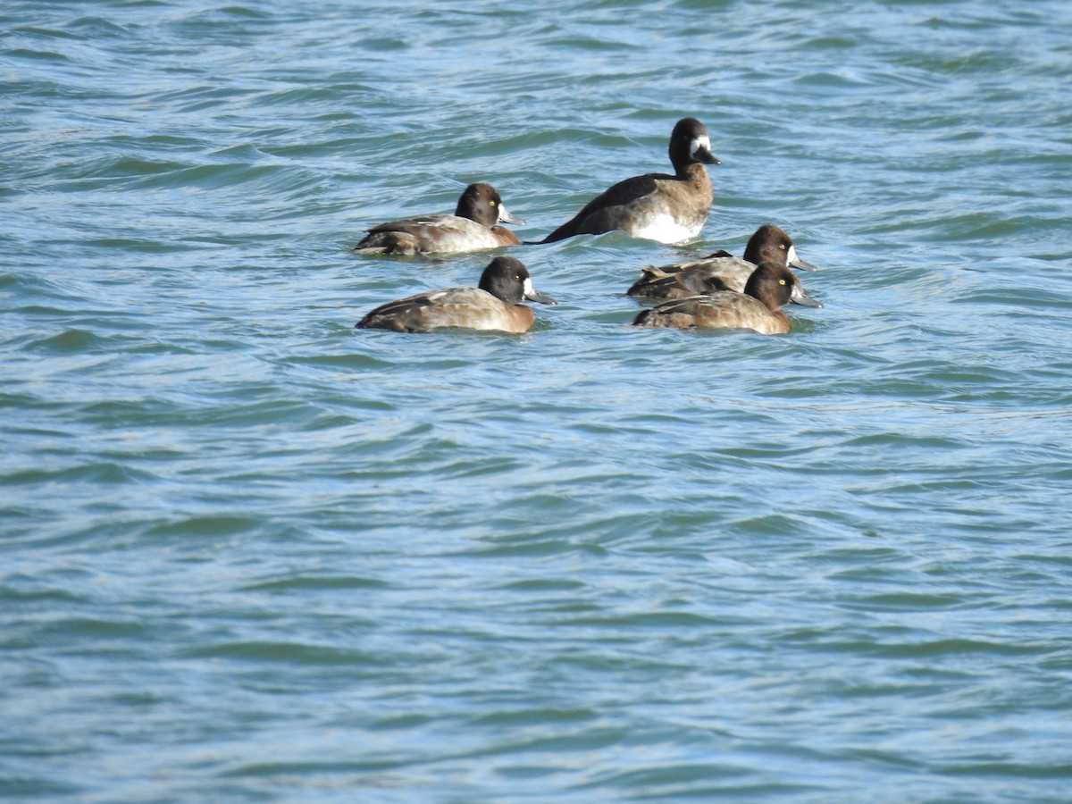 Lesser Scaup - ML644701808