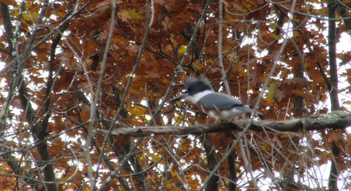 Belted Kingfisher - ML644701809