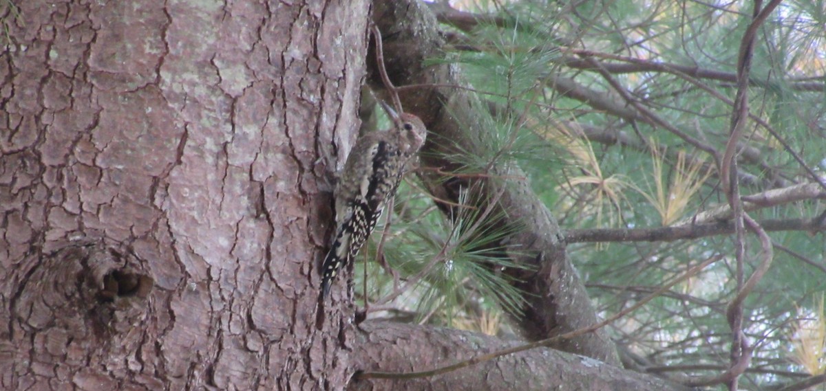 Yellow-bellied Sapsucker - ML644701812