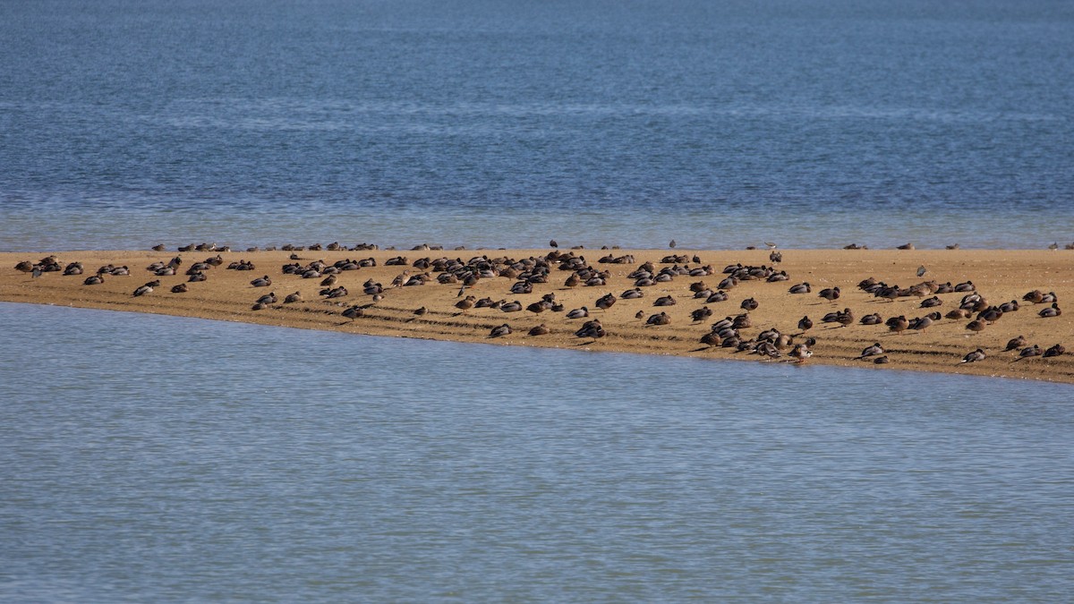 Mallard - ML644701827