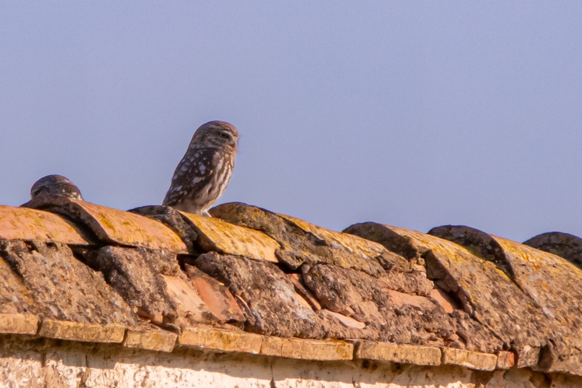 Сич хатній - ML644701839