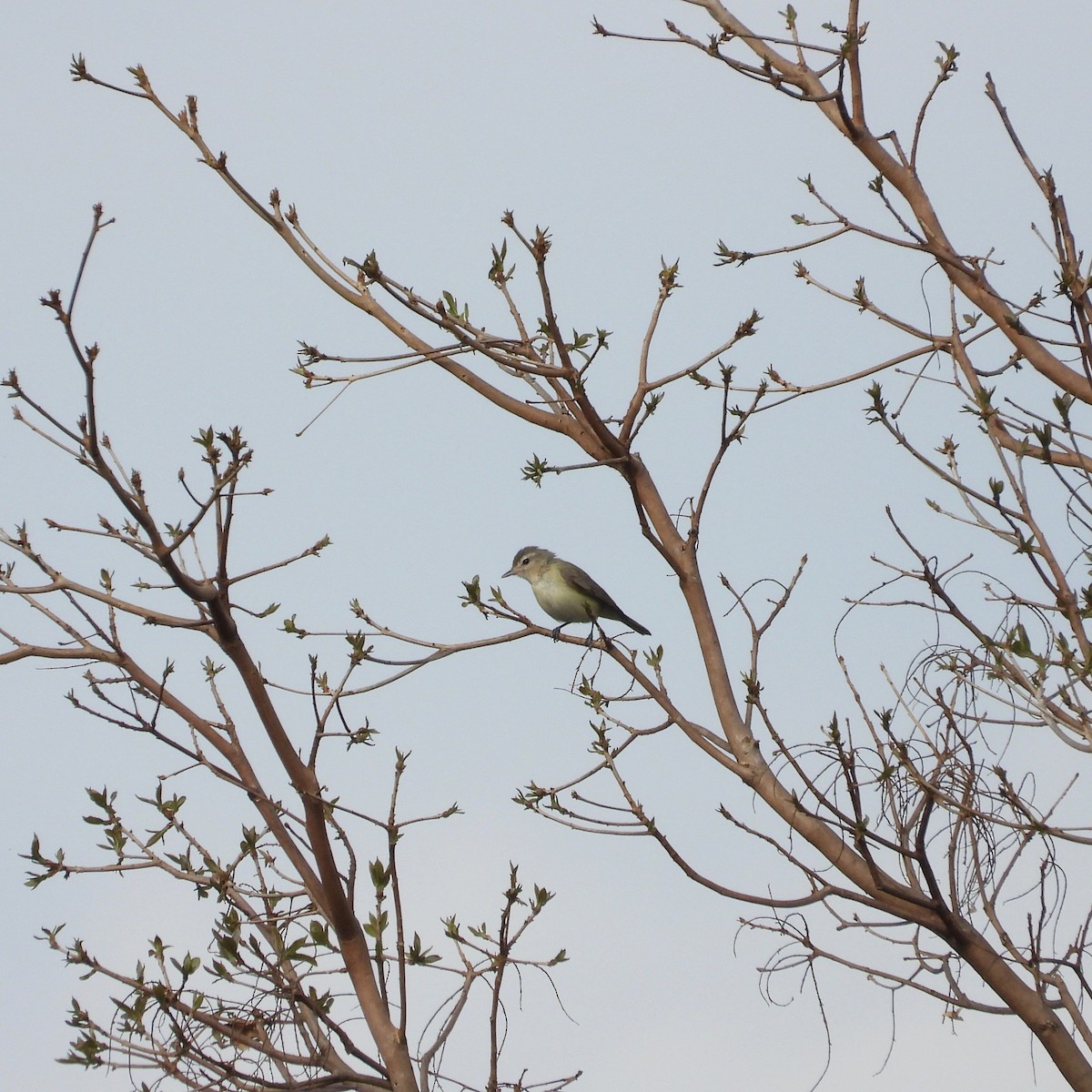Eastern/Western Warbling Vireo - ML644701857