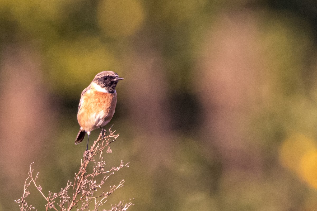 European Stonechat - ML644701868
