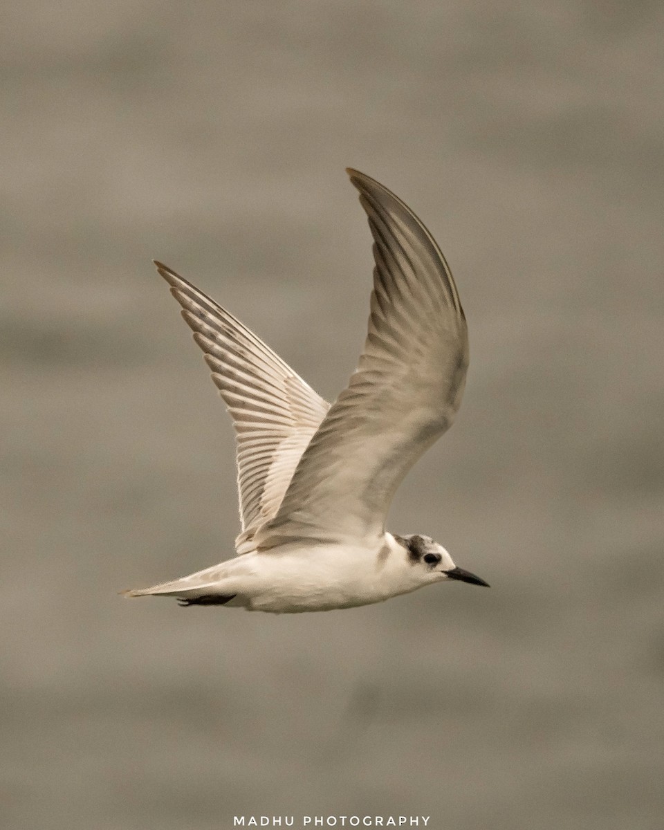 hvitkinnsvartterne - ML644701876