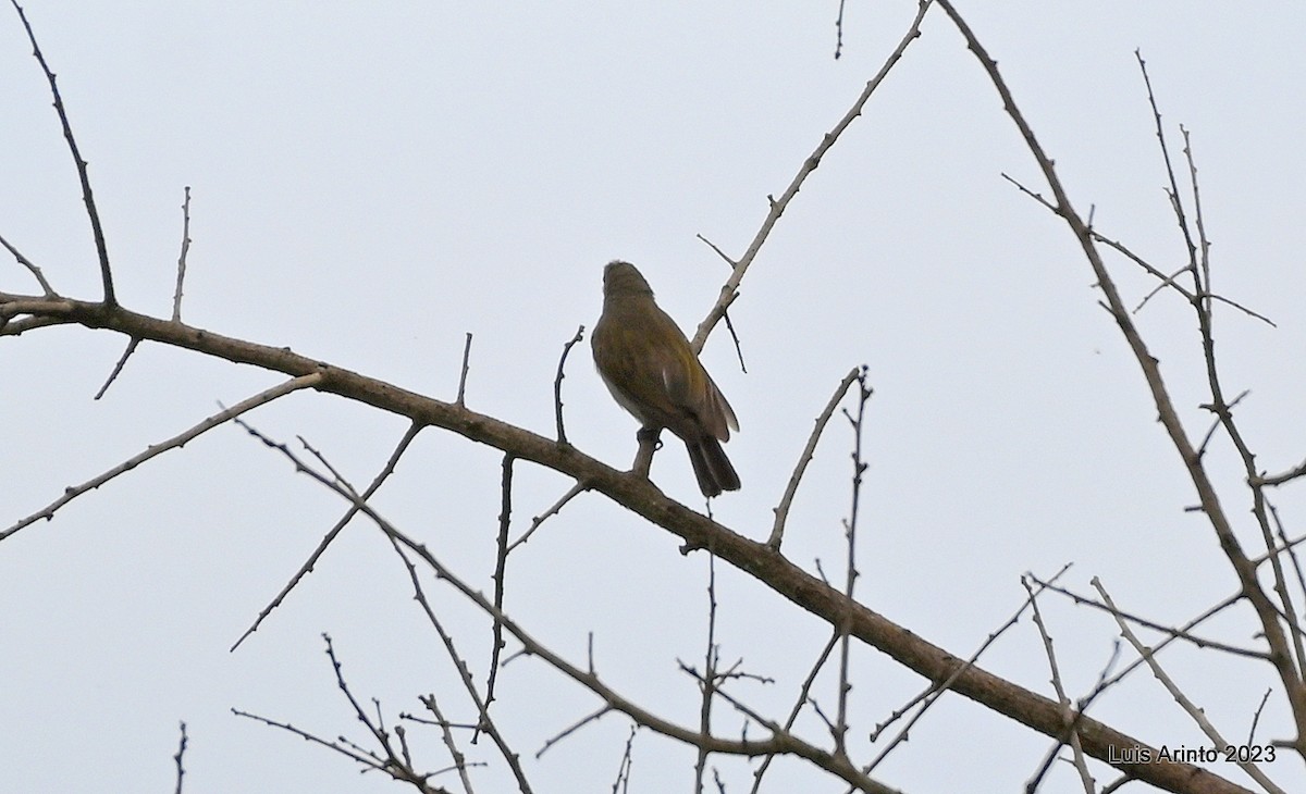 Lesser Honeyguide - ML644701915
