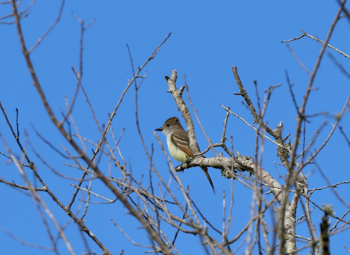 Ash-throated Flycatcher - ML644701918