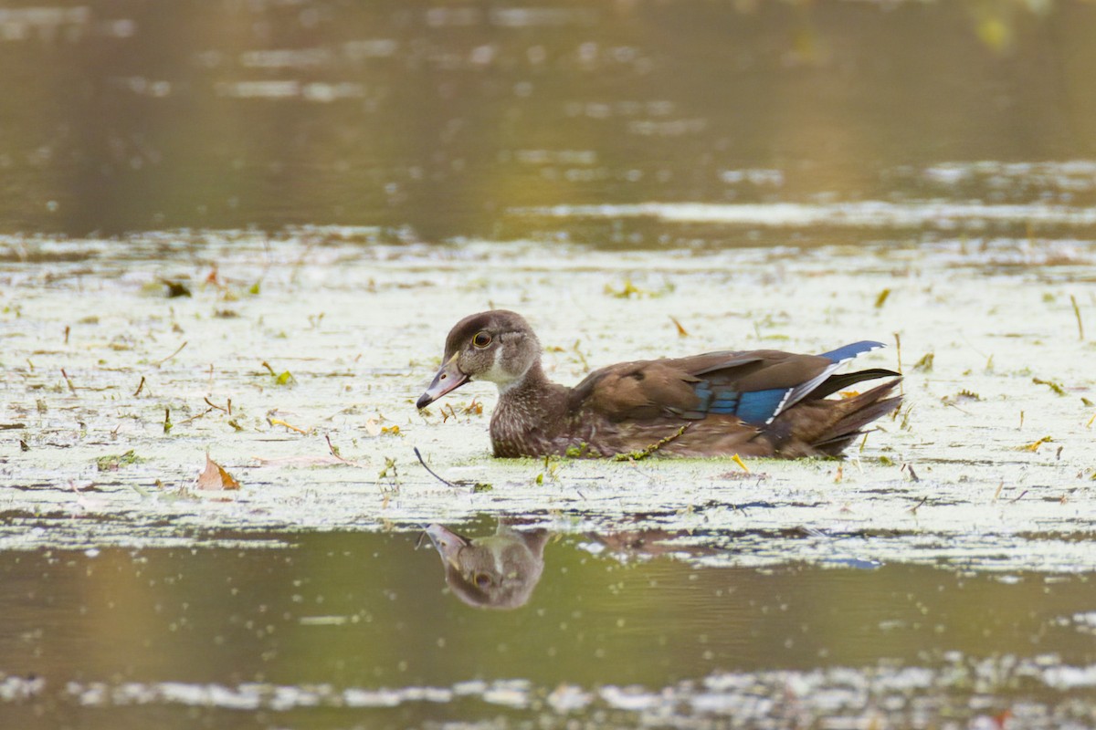Каролінка - ML644701924