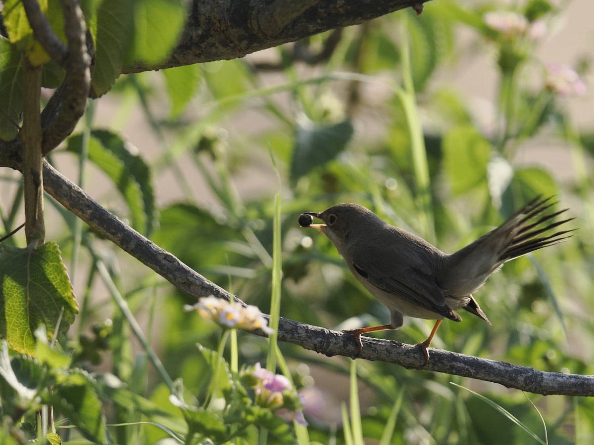 Fauvette de Ménétries - ML644701931