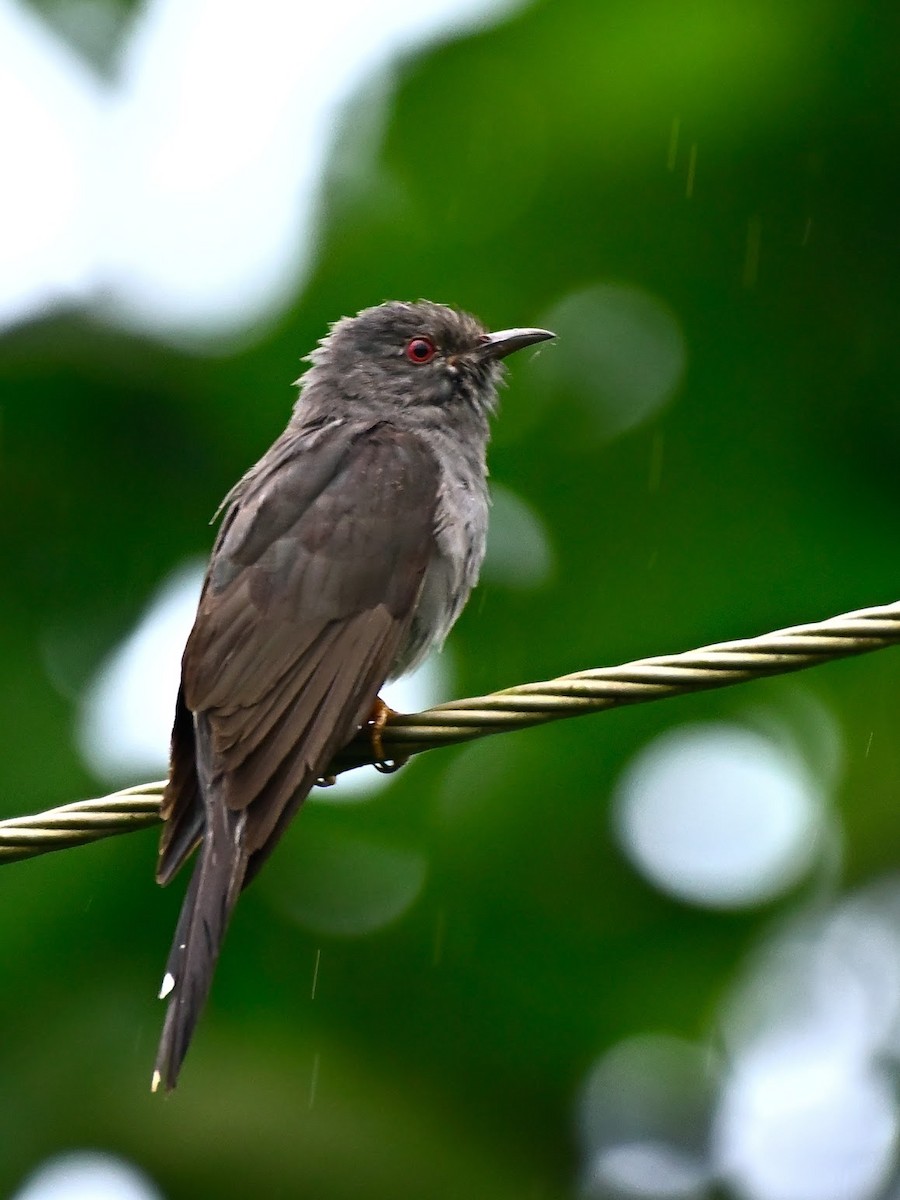 Cuco Pechigrís - ML644701934