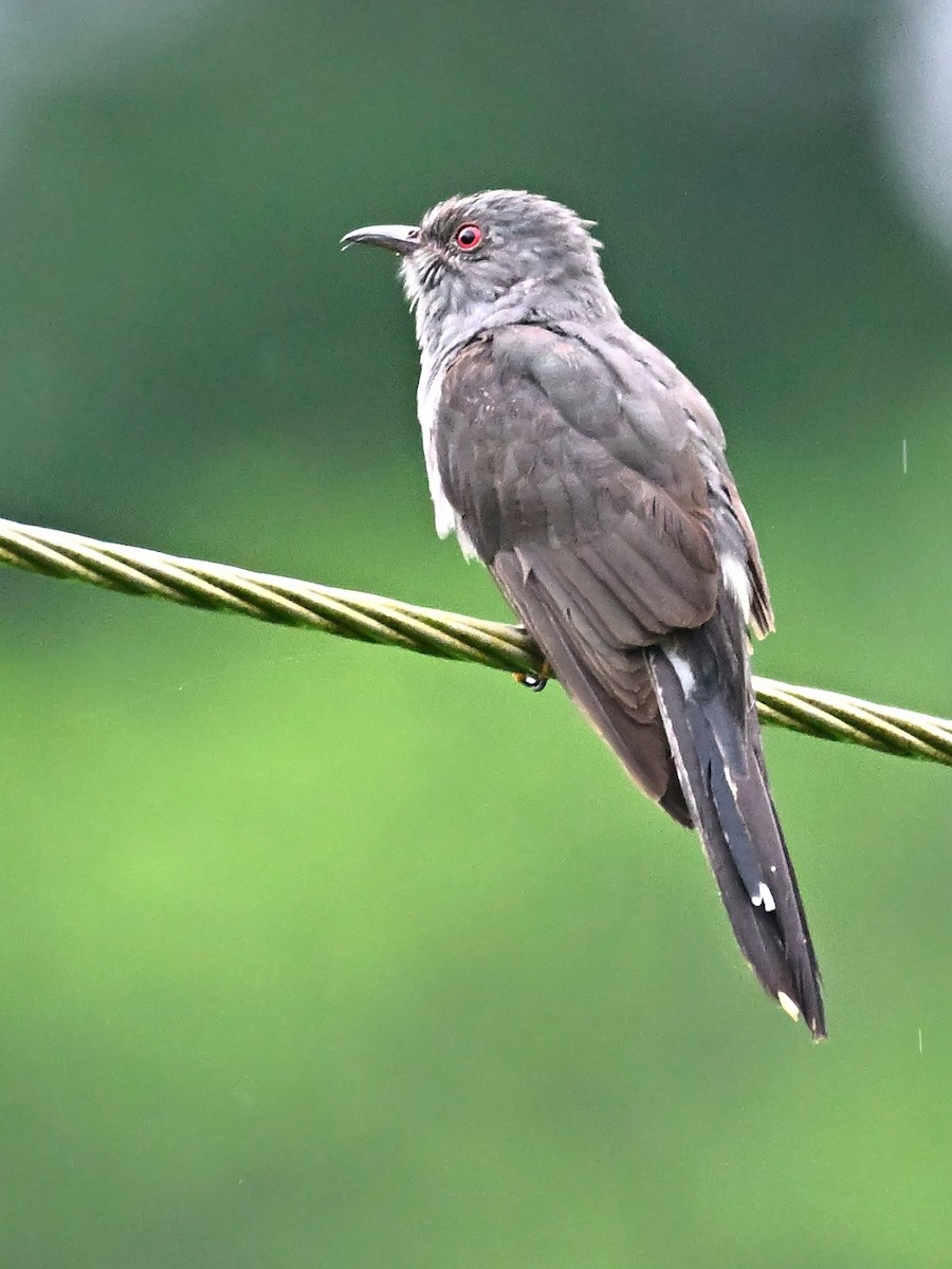 Cuco Pechigrís - ML644701939