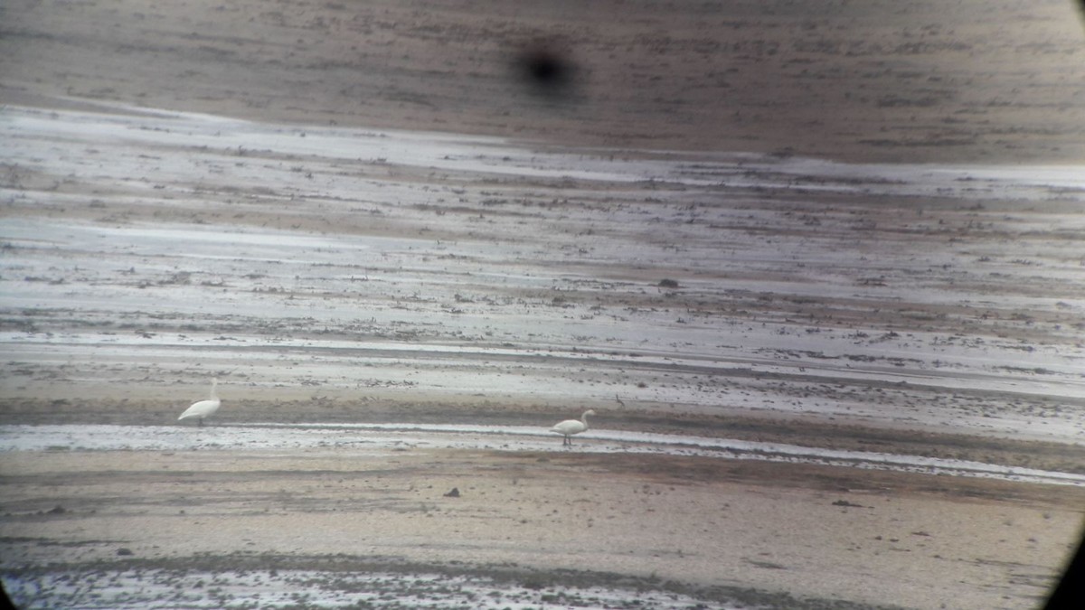 Whooper Swan - ML644701951