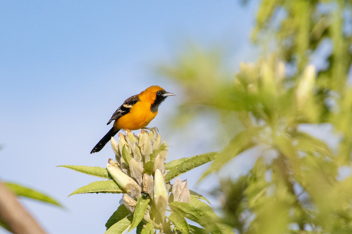 Oriole masqué - ML644701952
