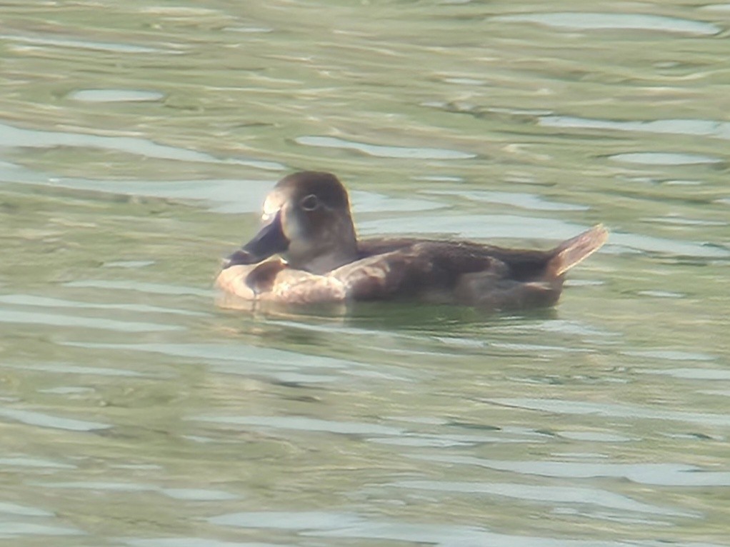 Ring-necked Duck - ML644701962