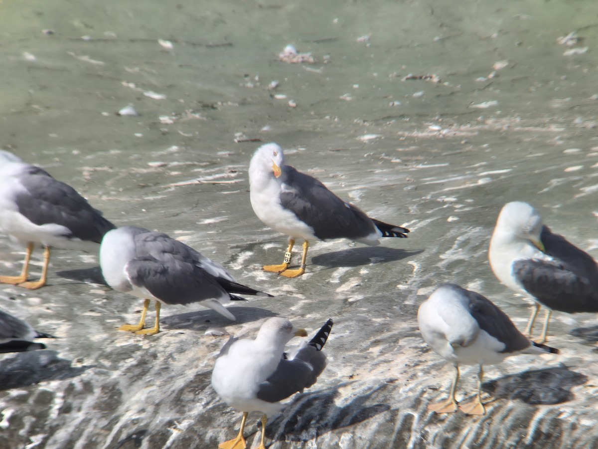 Yellow-legged Gull (atlantis) - ML644701980