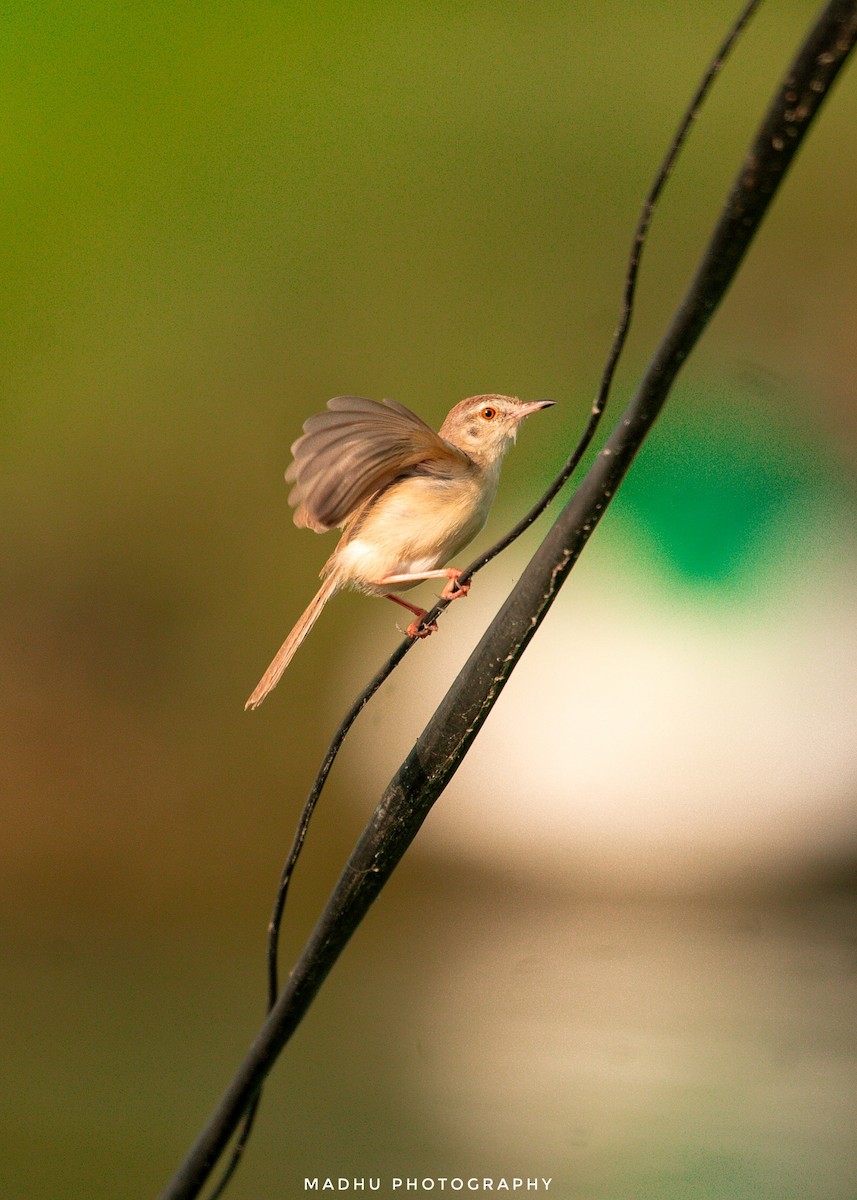 Prinia Sencilla - ML644702000