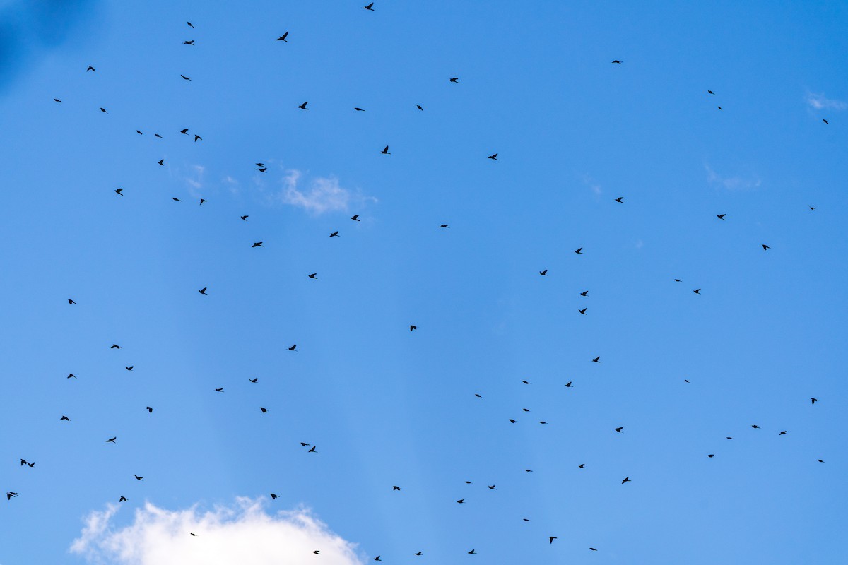 Пурпурный гракл - ML644702014