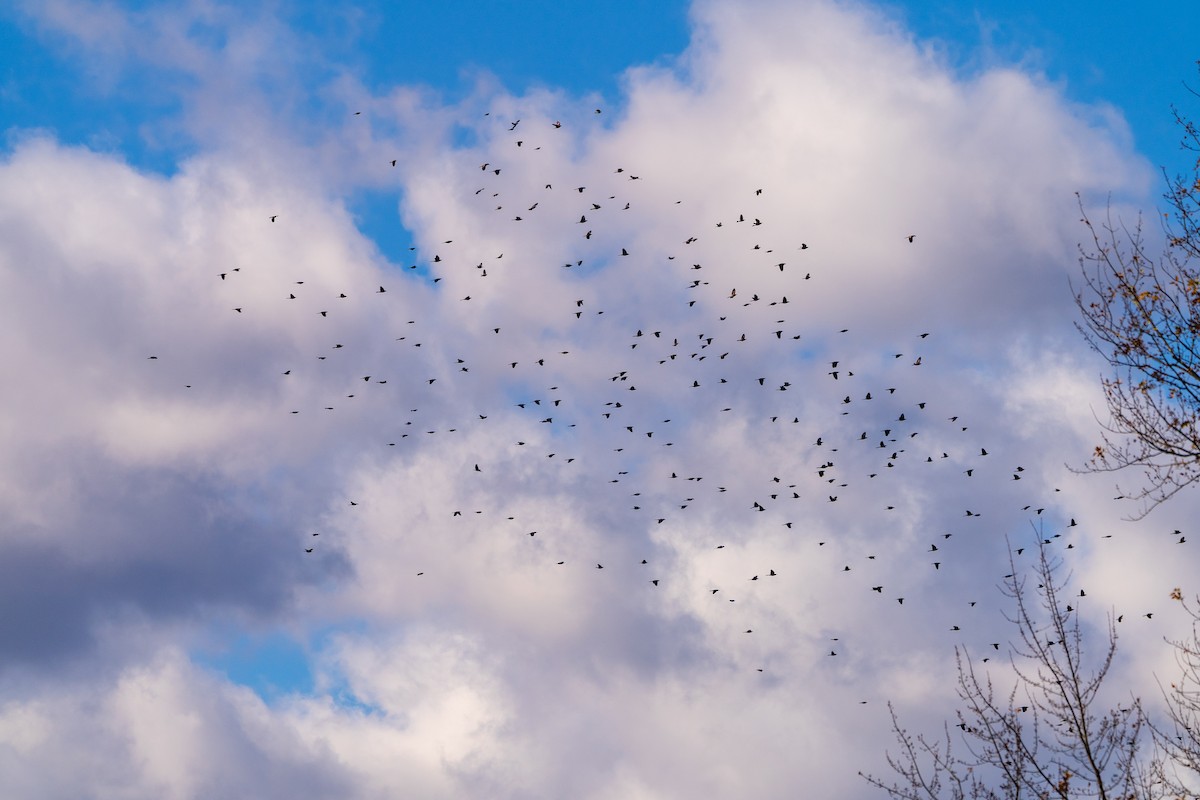 Пурпурный гракл - ML644702015