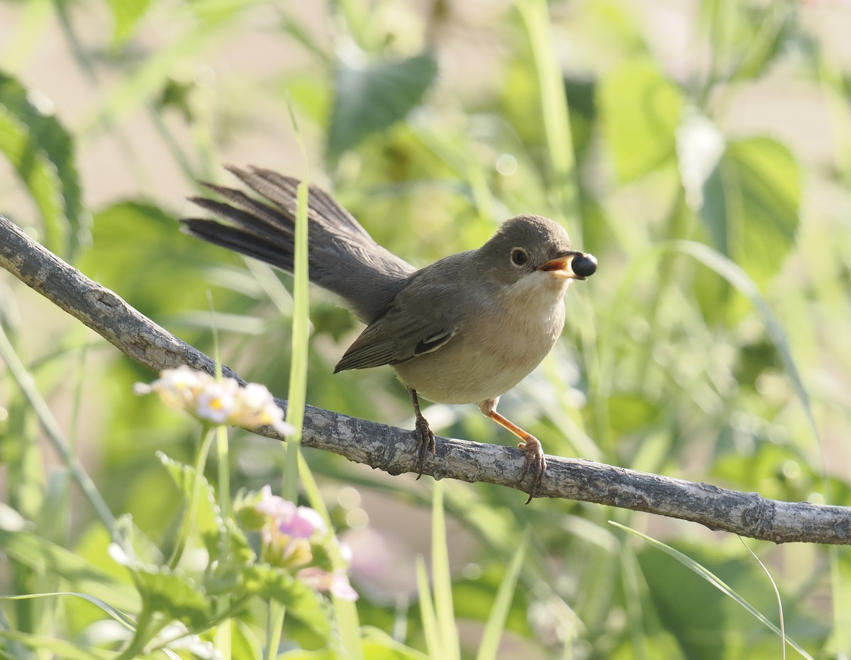 Fauvette de Ménétries - ML644702036