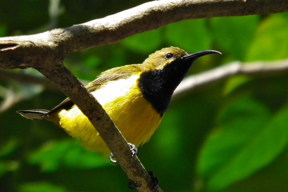 Sahul Sunbird - ML644702058