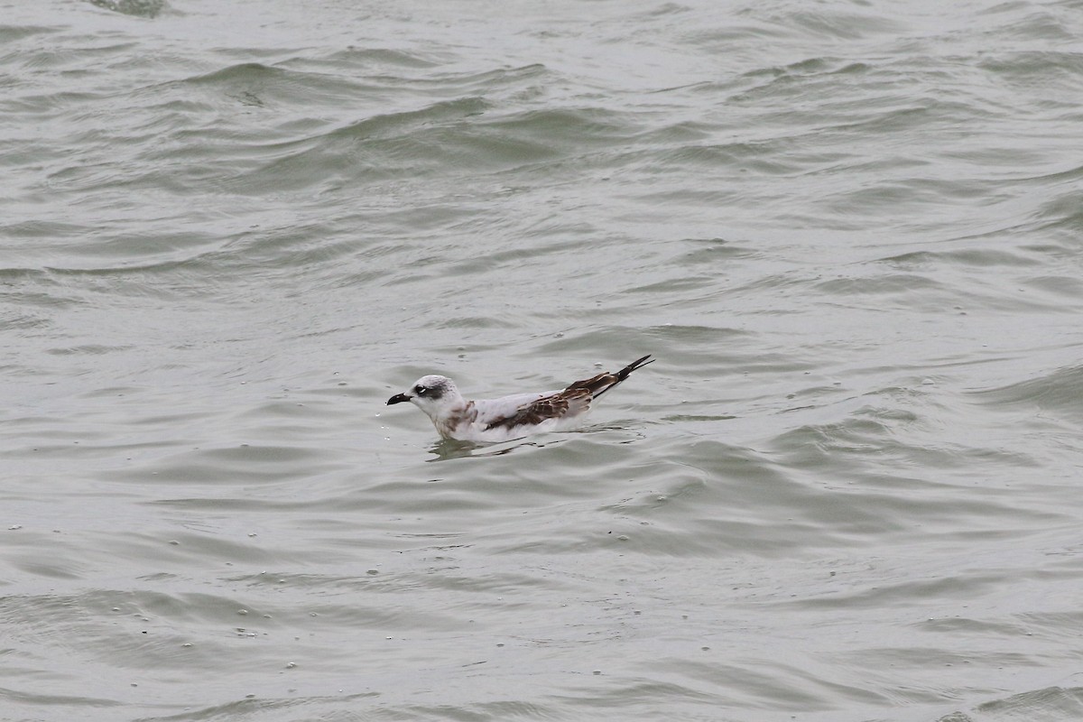Mediterranean Gull - ML644702078