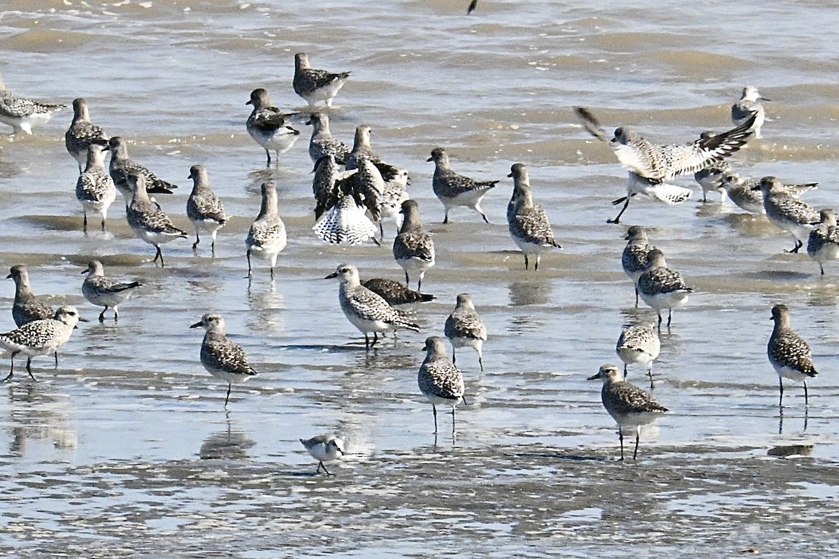 ダイゼン - ML644702082