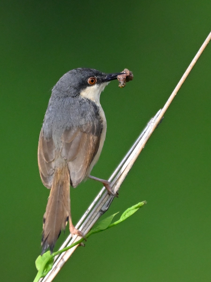 Ashy Prinia - ML644702089