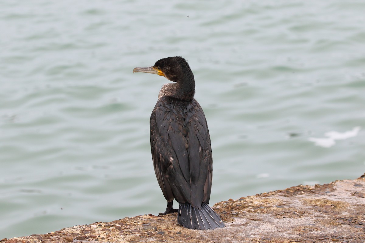 Большой баклан - ML644702095