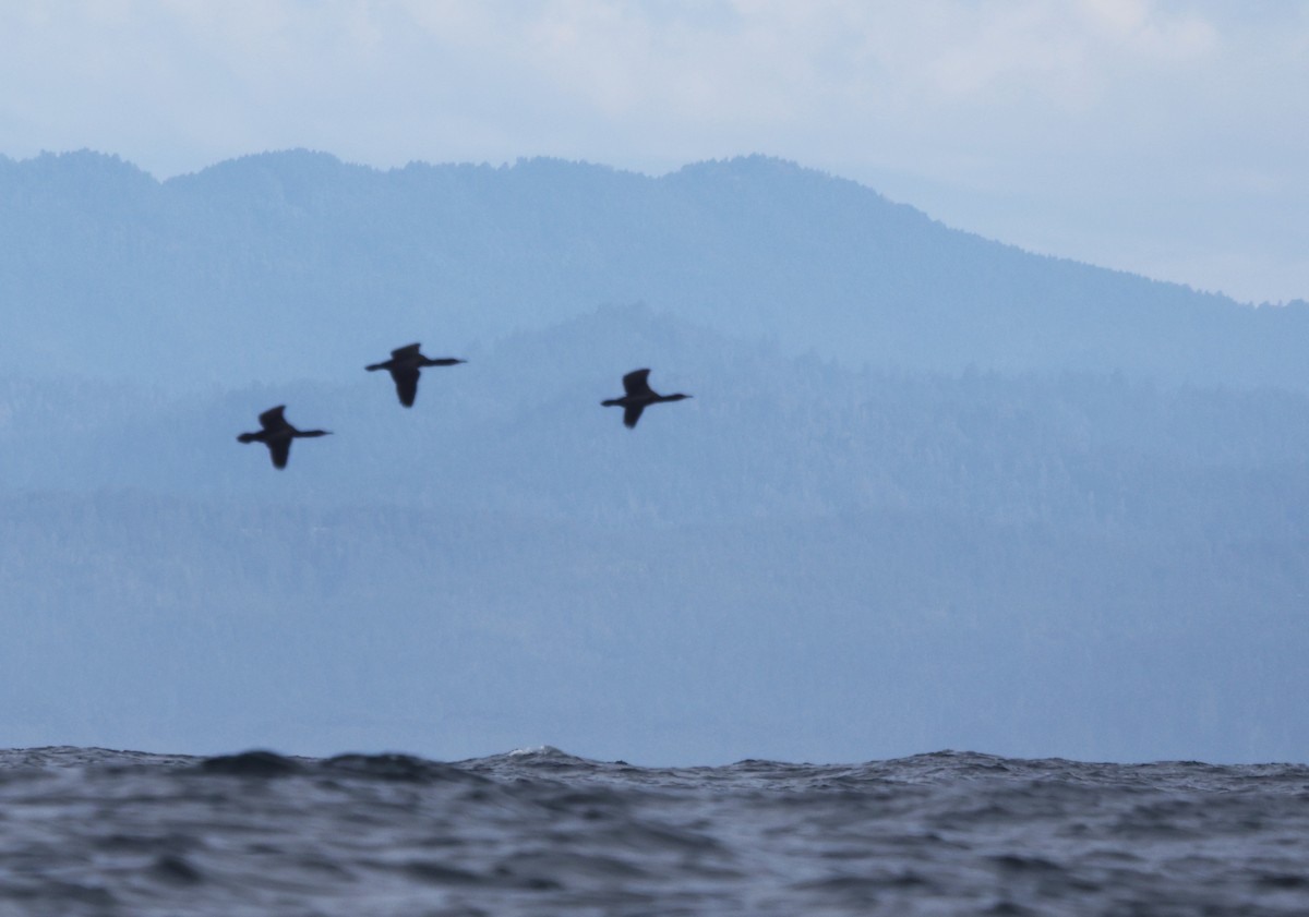 Brandt's Cormorant - ML644702100