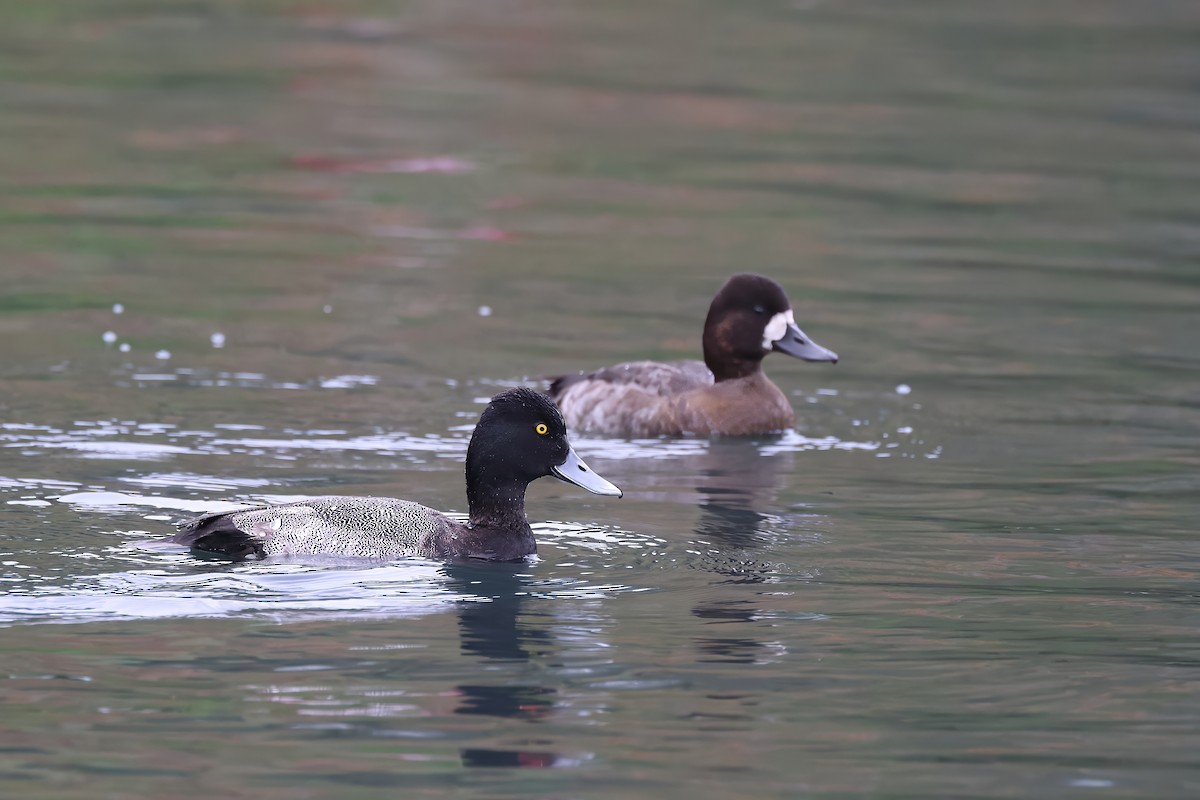 Lesser Scaup - ML644702107