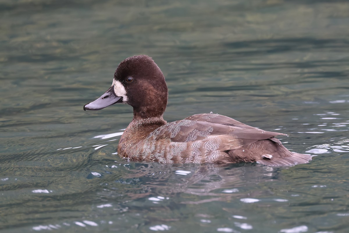 Lesser Scaup - ML644702108