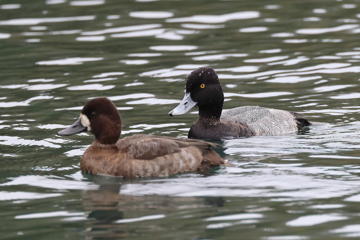 Lesser Scaup - ML644702109