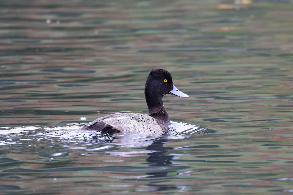 Lesser Scaup - ML644702110