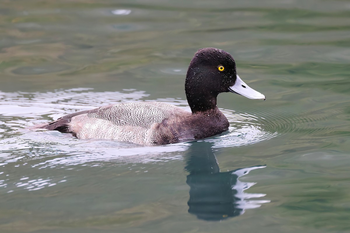 Lesser Scaup - ML644702111
