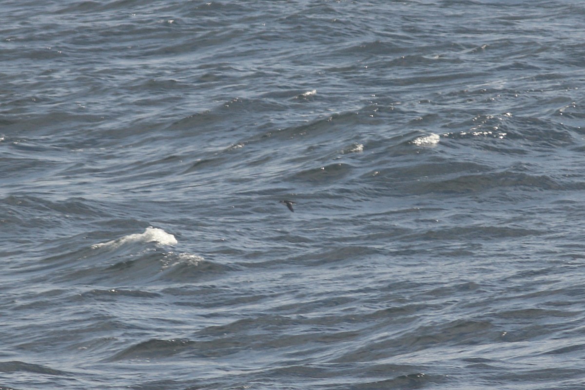 Dovekie - ML644702114