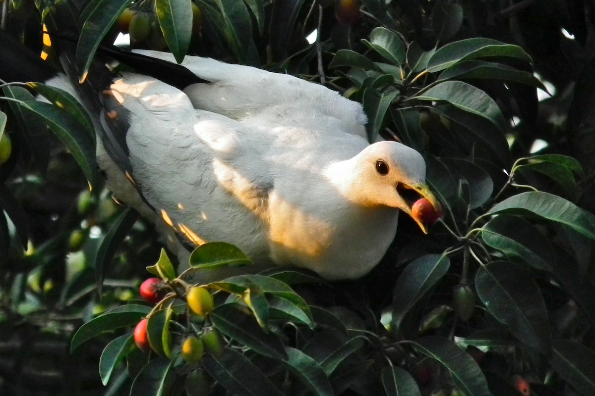 holub pobřežní - ML644702132