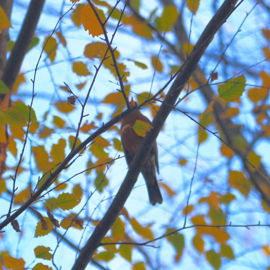 コマツグミ - ML644702139