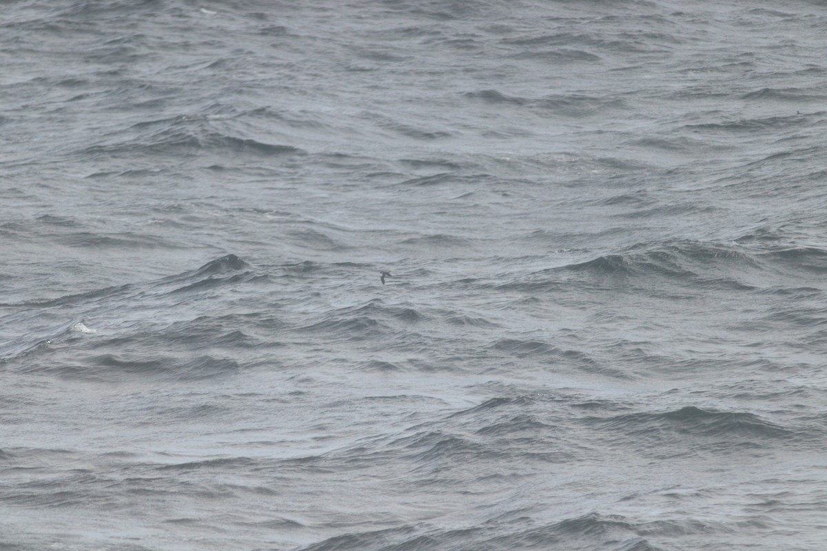 Dovekie - ML644702157