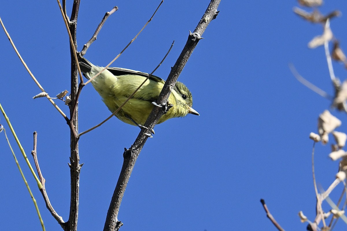 Yellow-bellied Tit - ML644702167