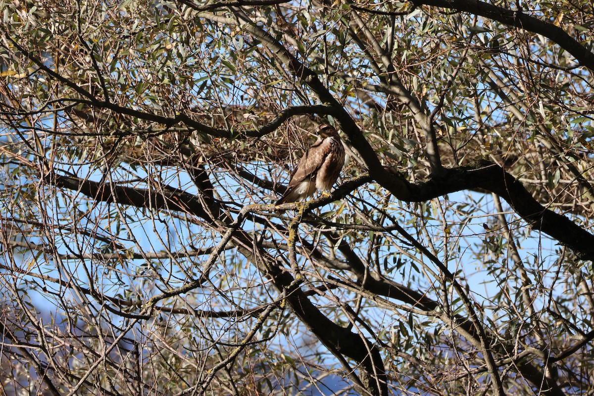 Buse variable - ML644702169