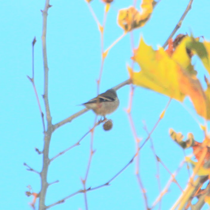 オウゴンヒワ - ML644702172