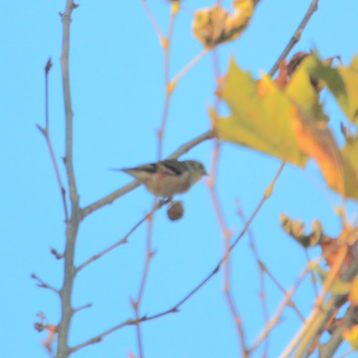 オウゴンヒワ - ML644702173