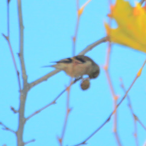 オウゴンヒワ - ML644702176