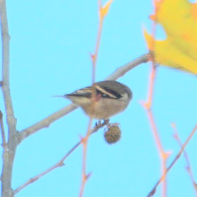 オウゴンヒワ - ML644702177